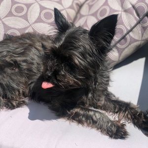 Meet your Posher, Jasmine